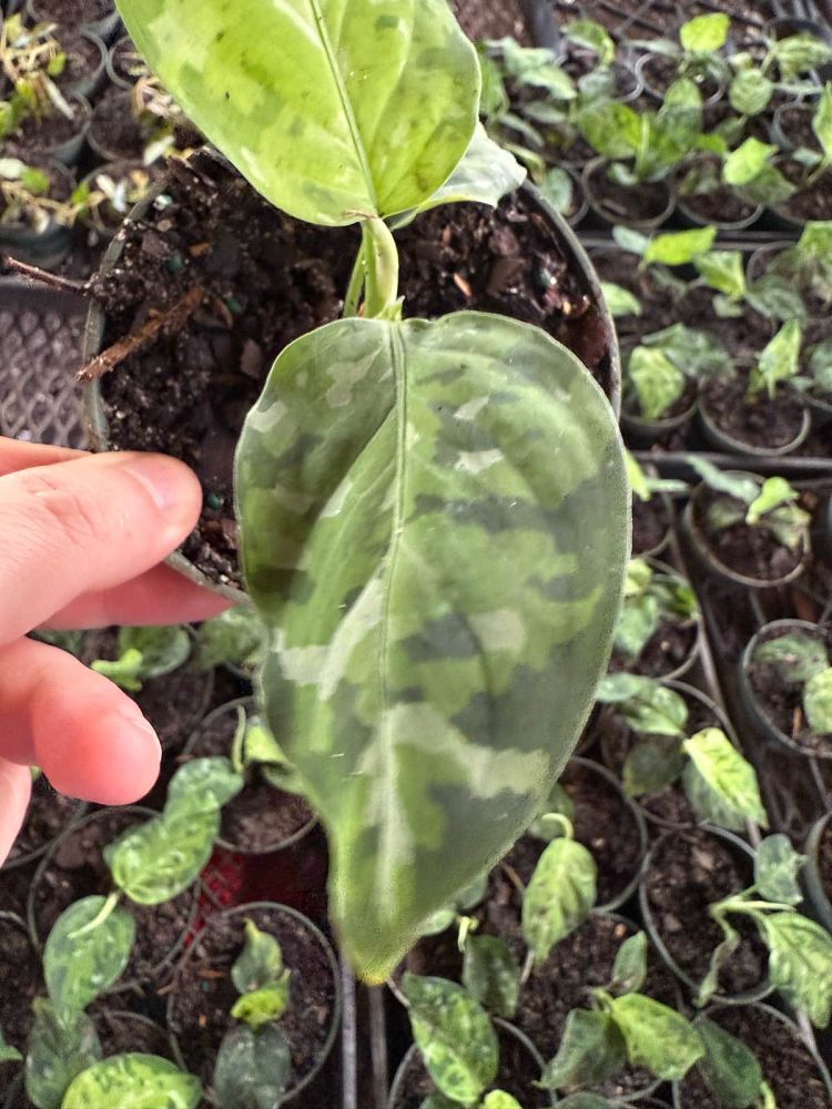 aglaonema-pictum