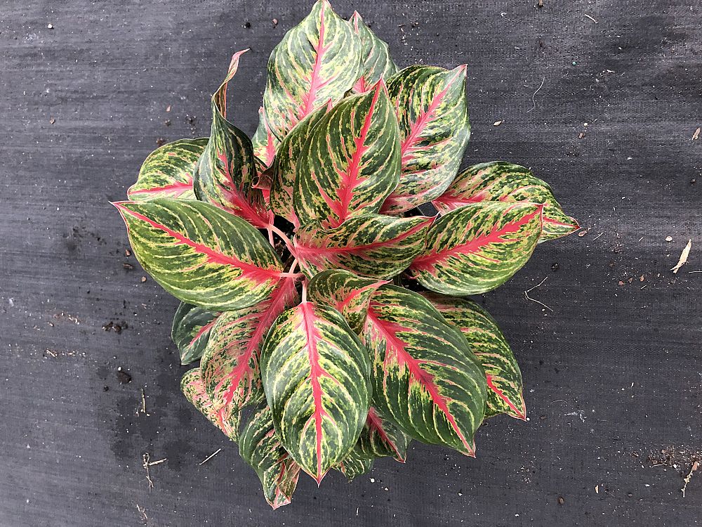Delfosse Nursery plantANT com