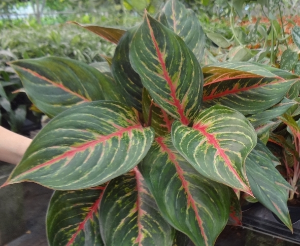 aglaonema-red-emerald