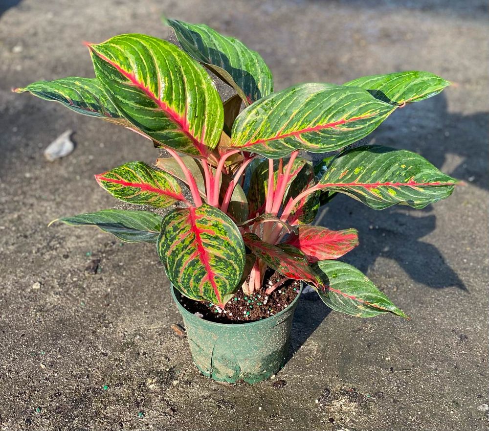 aglaonema-red-emerald