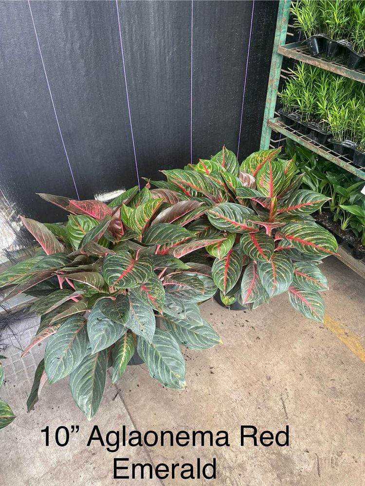 aglaonema-red-emerald