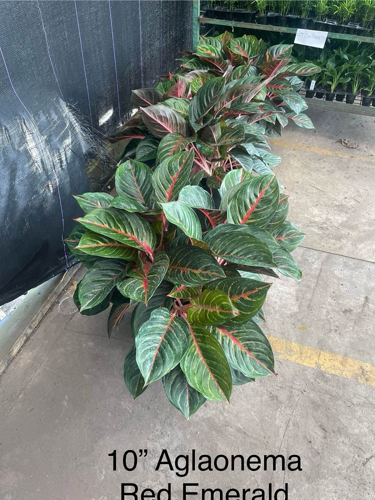 aglaonema-red-emerald