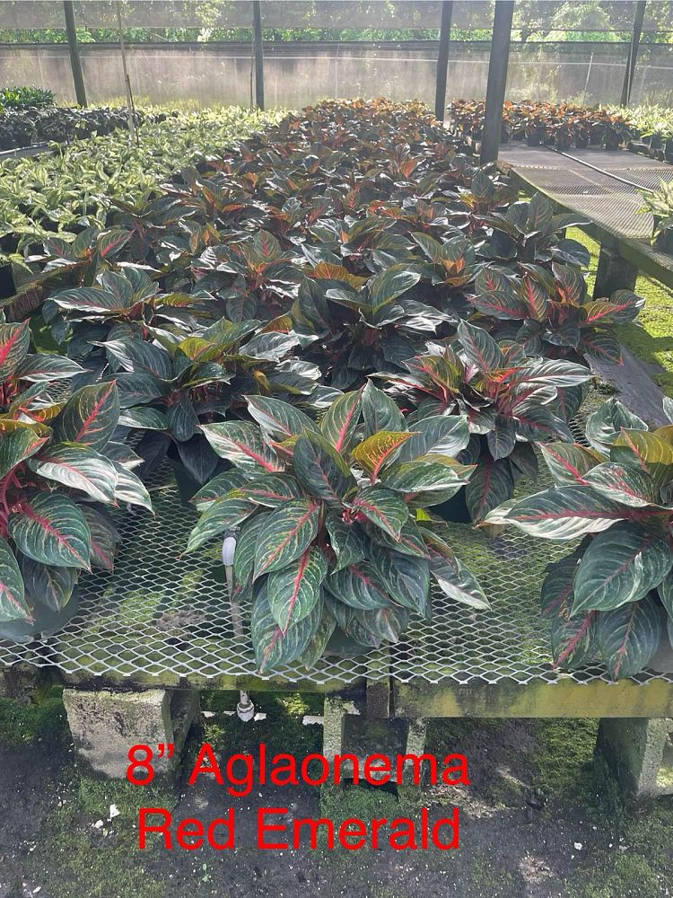 aglaonema-red-emerald