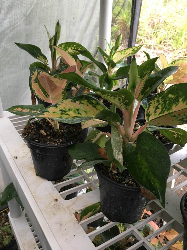 aglaonema-red-fountain