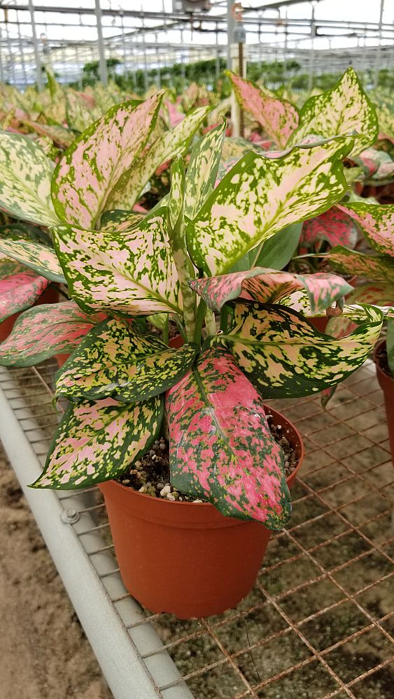 Bruce Jensen Nurseries plantANT com Bruce Jensen Nurseries plantANT com