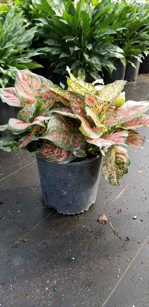 aglaonema-red-valentine