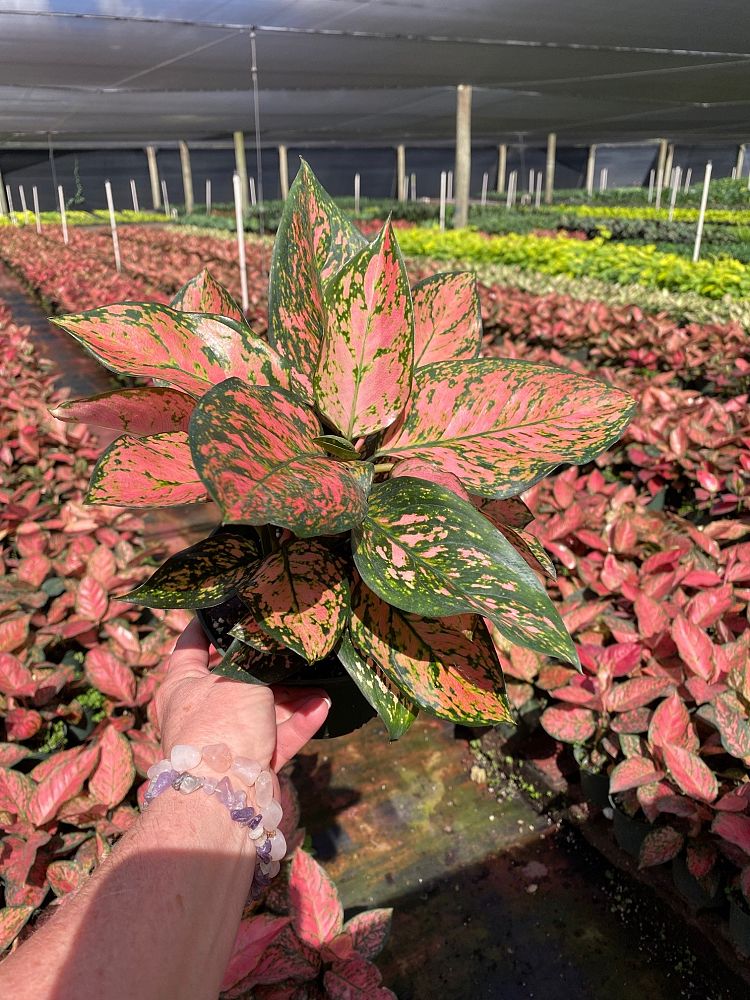 aglaonema-red-valentine