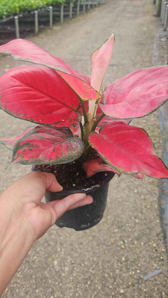aglaonema-red-valentine