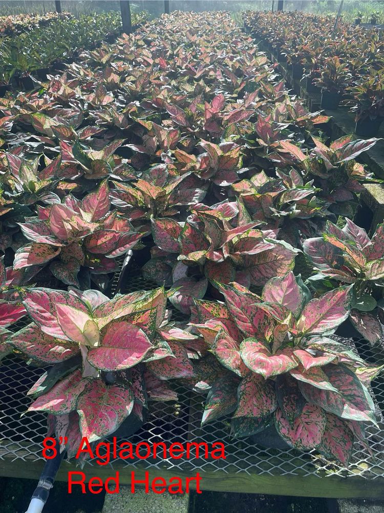 aglaonema-red-valentine