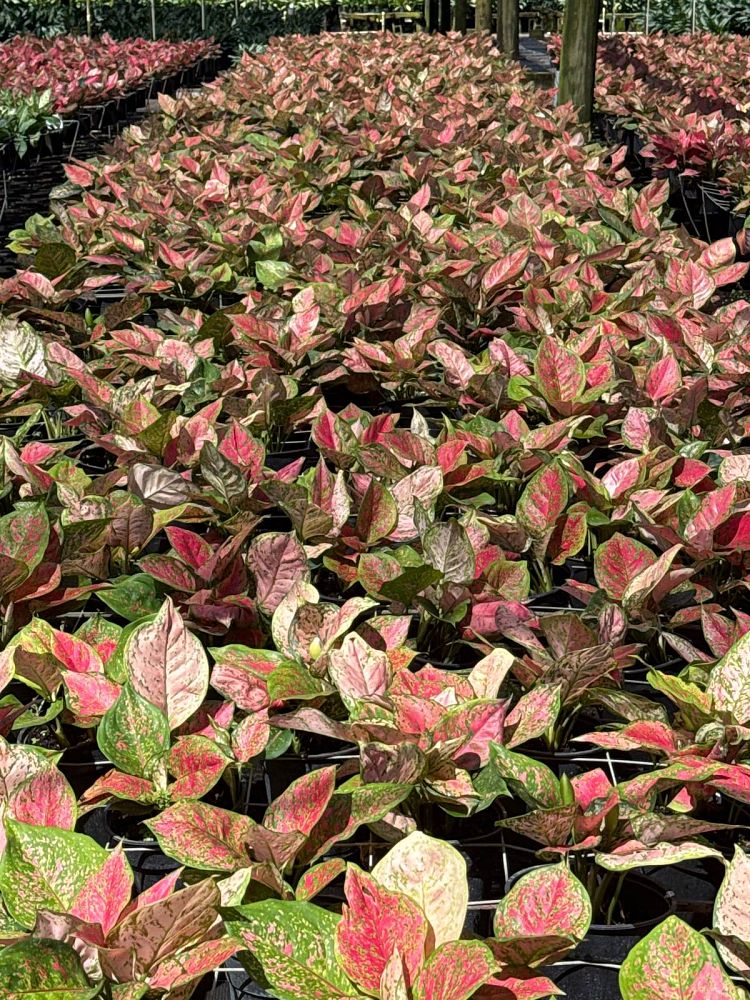 aglaonema-red-valentine