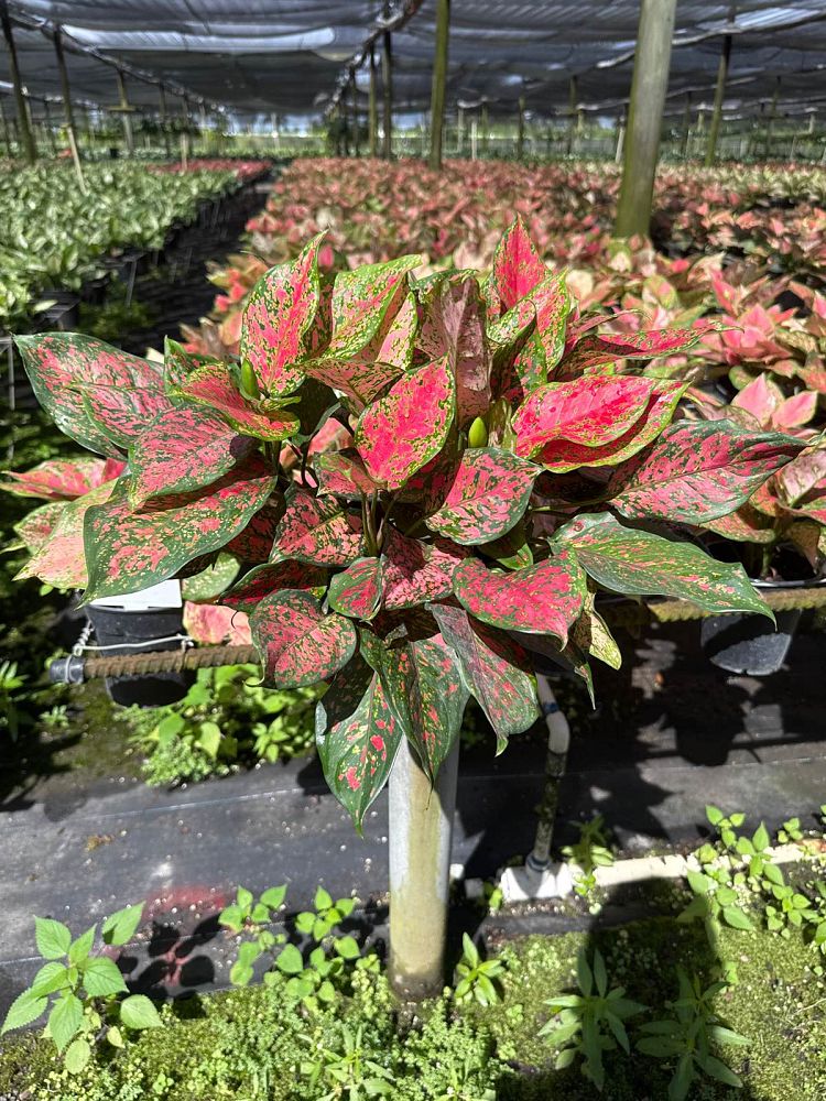 aglaonema-red-valentine