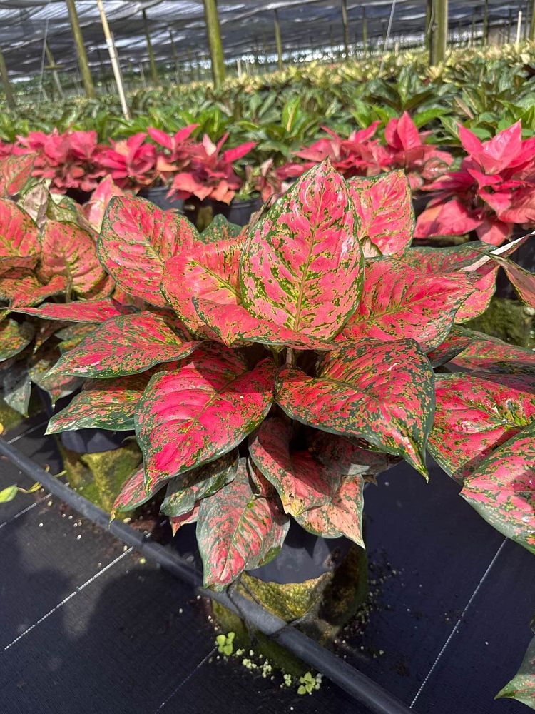 aglaonema-red-valentine