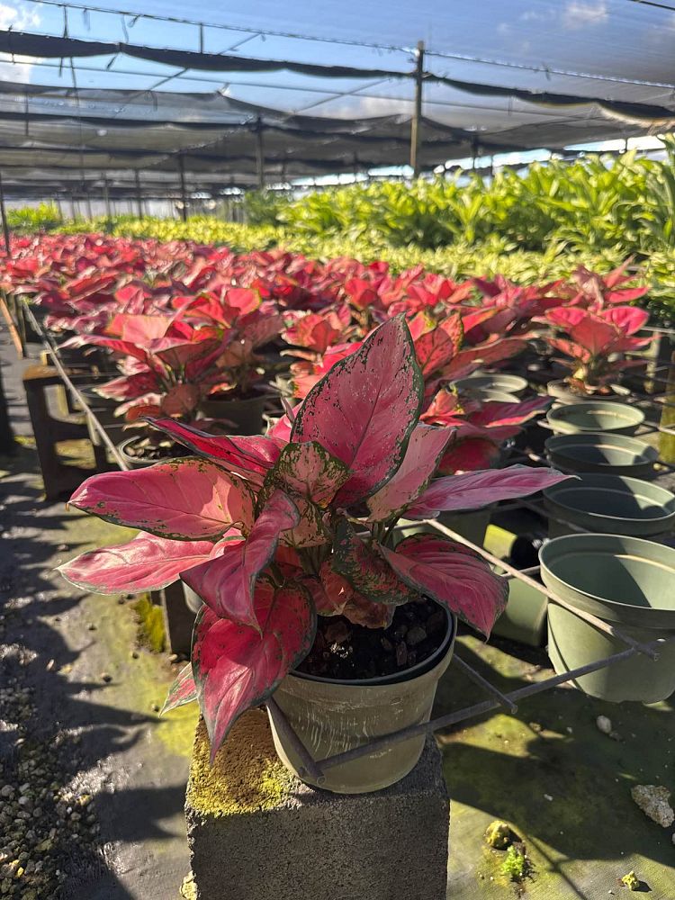 aglaonema-red-valentine