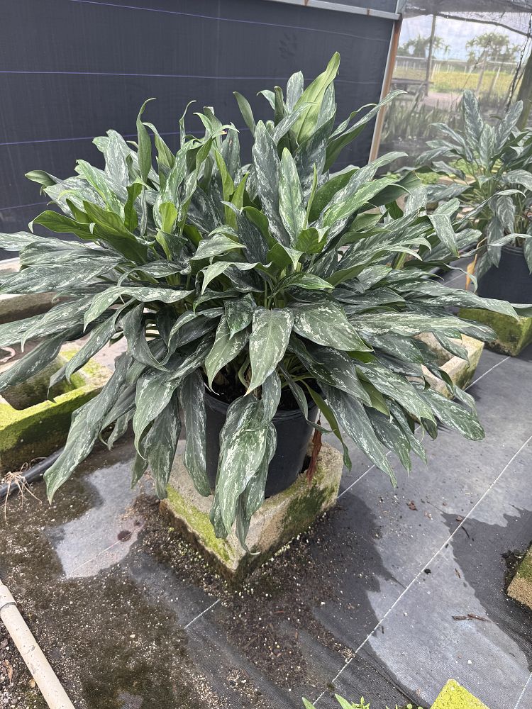 aglaonema-shades