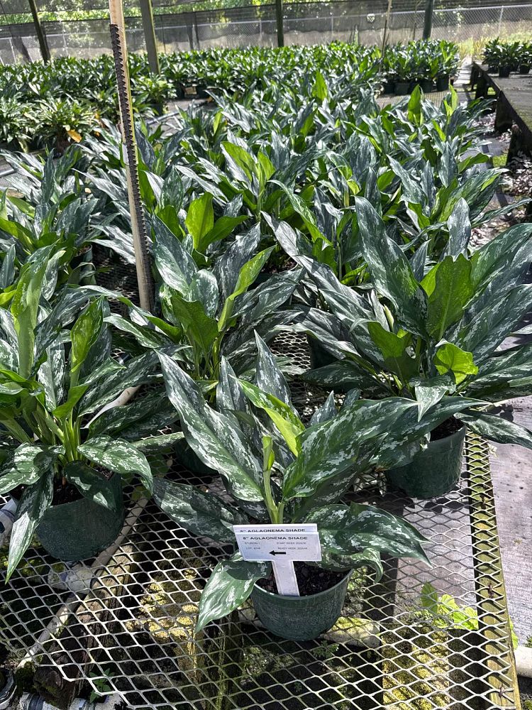 aglaonema-shades