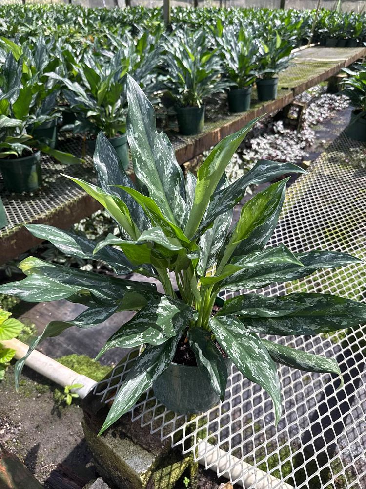 aglaonema-shades