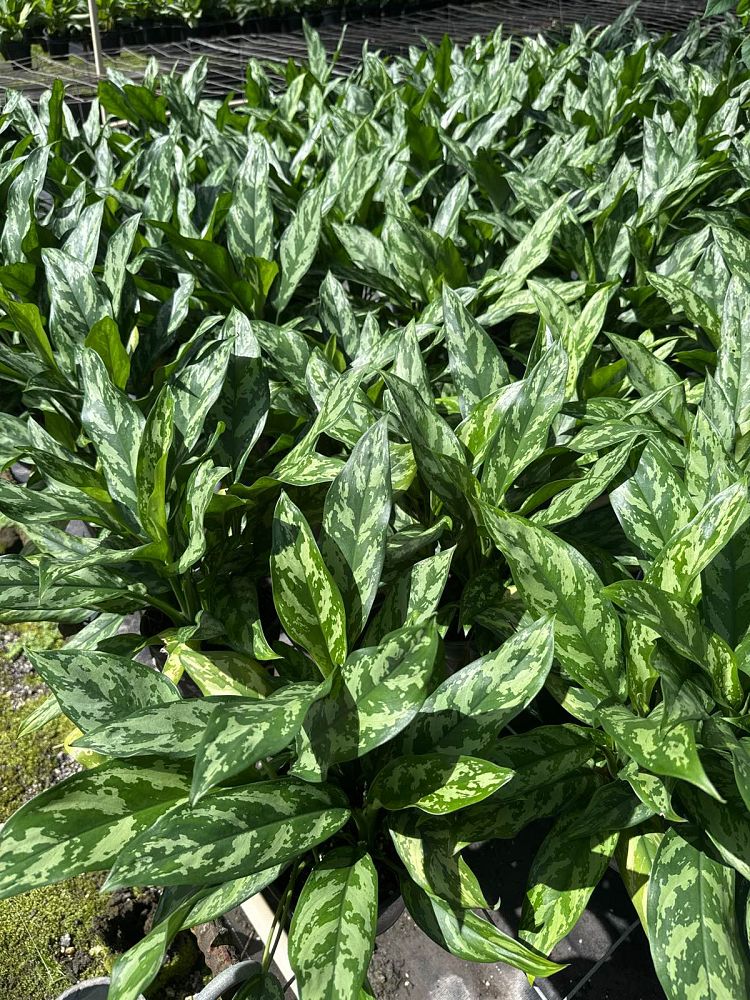 aglaonema-shades