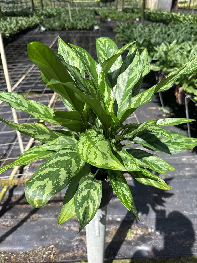 aglaonema-shades
