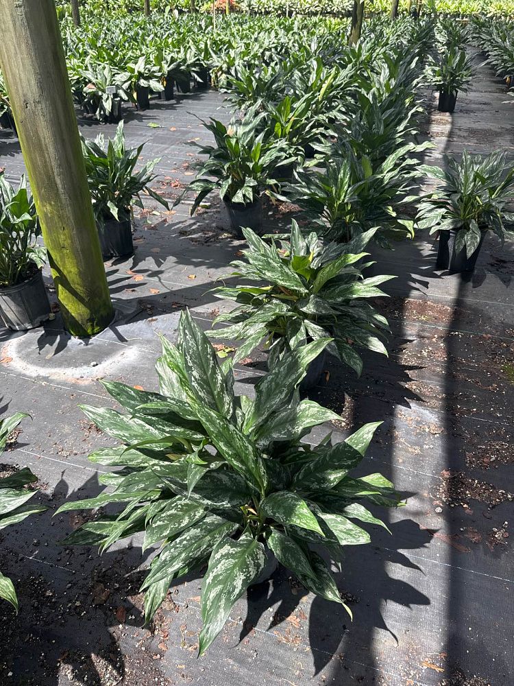 aglaonema-shades