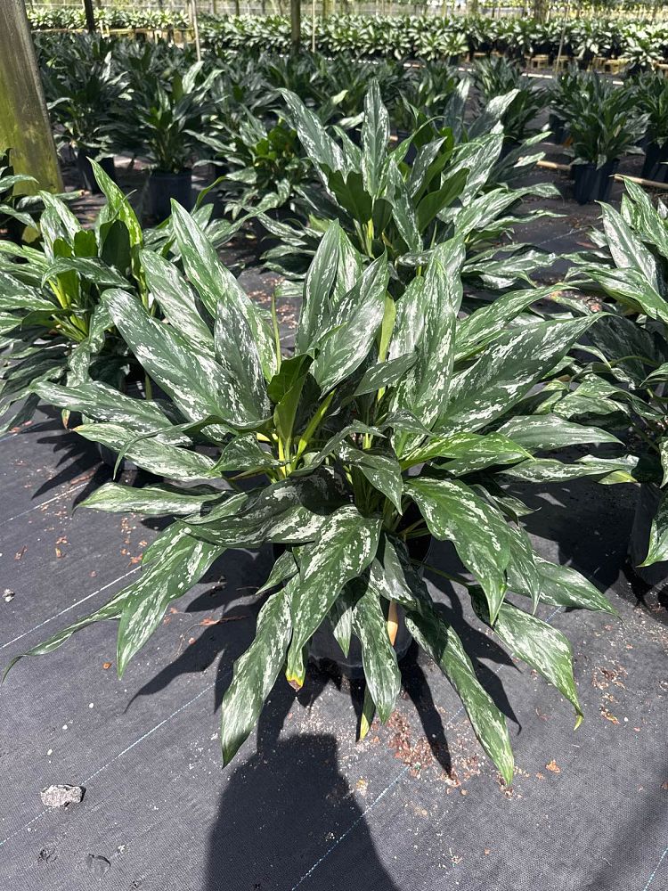aglaonema-shades