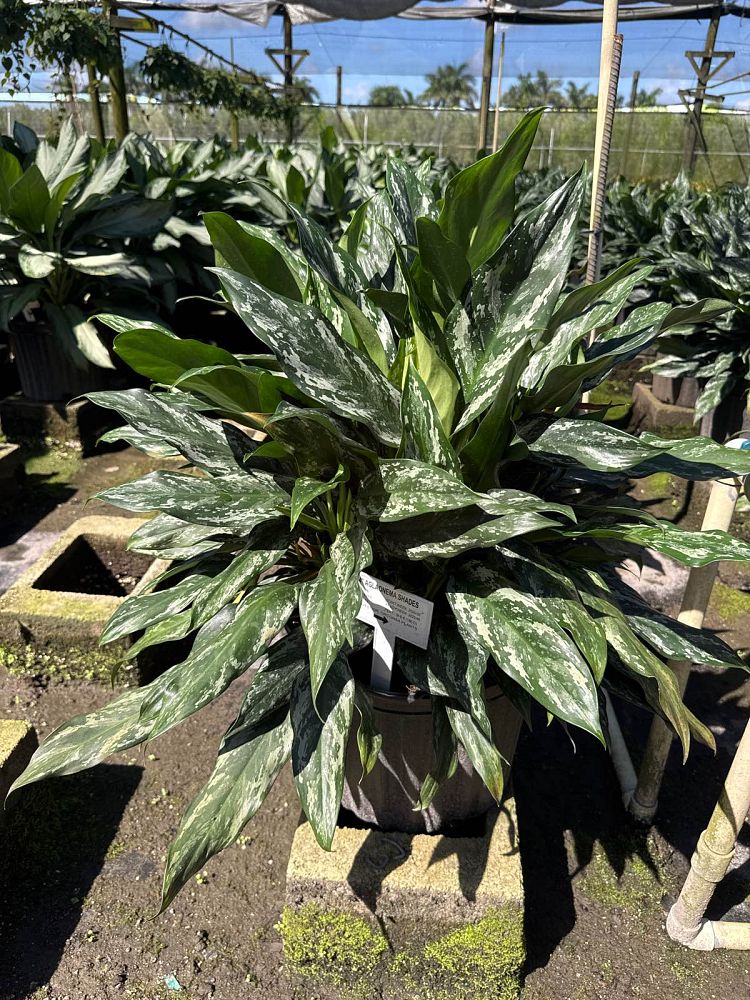 aglaonema-shades