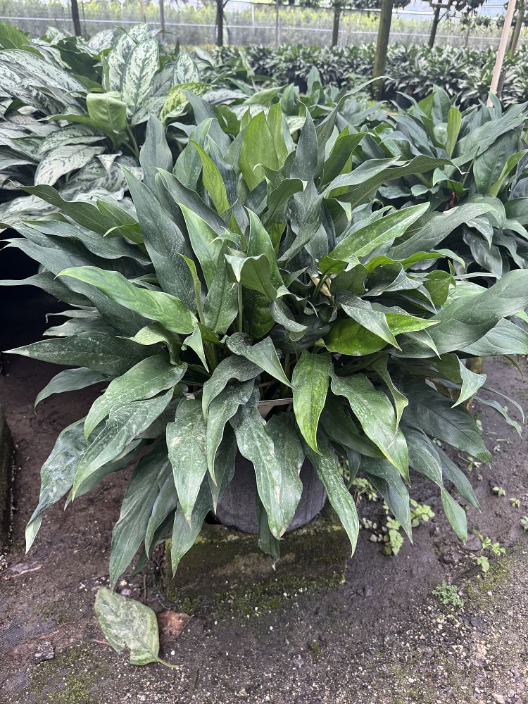 aglaonema-shamrock
