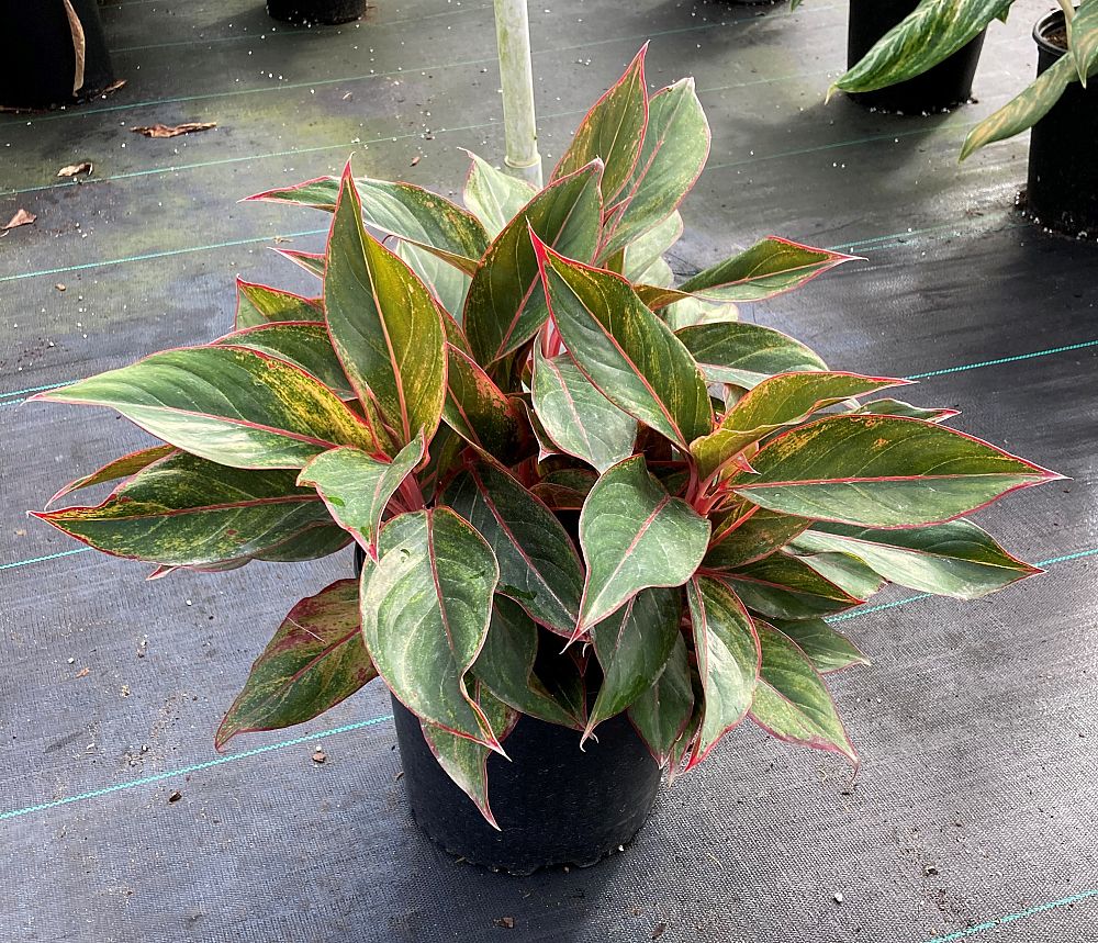 aglaonema-siam-auroroa-aglaonema-siam-red