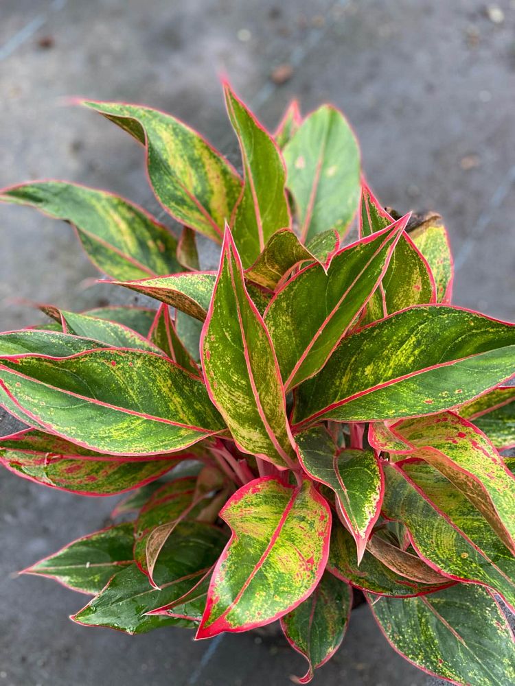 aglaonema-siam-auroroa-aglaonema-siam-red