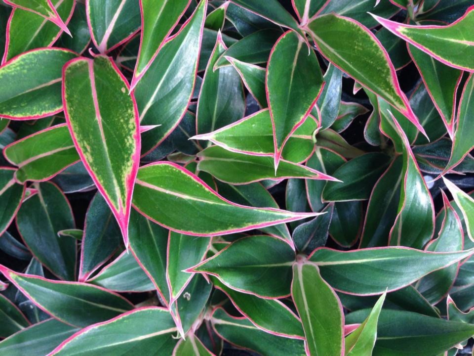 aglaonema-siam-auroroa-aglaonema-siam-red
