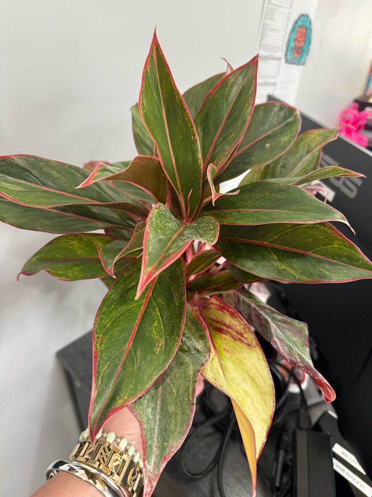 aglaonema-siam-auroroa-aglaonema-siam-red