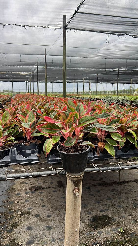 aglaonema-siam-auroroa-aglaonema-siam-red