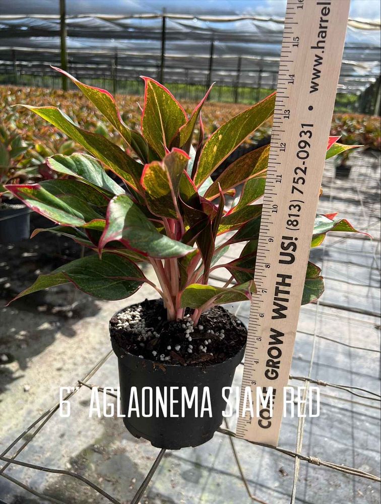 aglaonema-siam-auroroa-aglaonema-siam-red