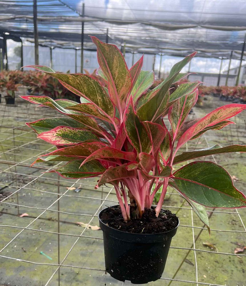 aglaonema-siam-auroroa-aglaonema-siam-red
