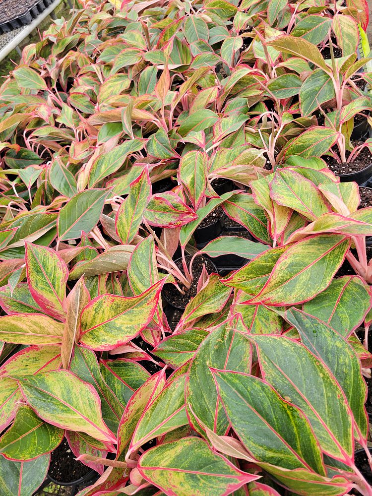 aglaonema-siam-auroroa-aglaonema-siam-red