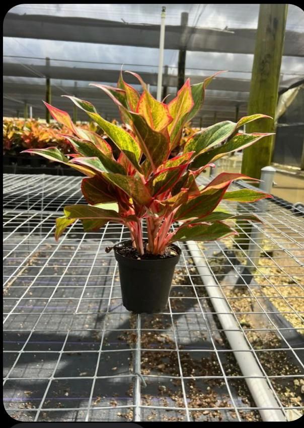 aglaonema-siam-auroroa-aglaonema-siam-red