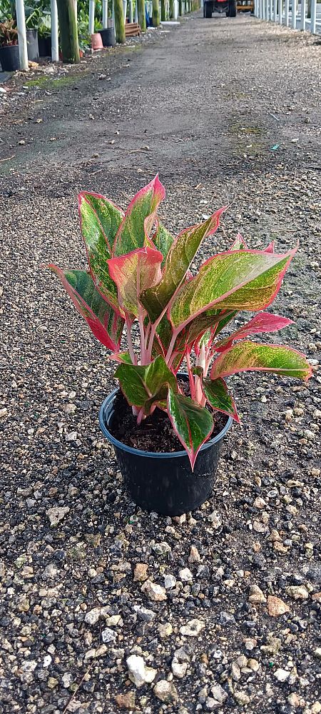 aglaonema-siam-auroroa-aglaonema-siam-red