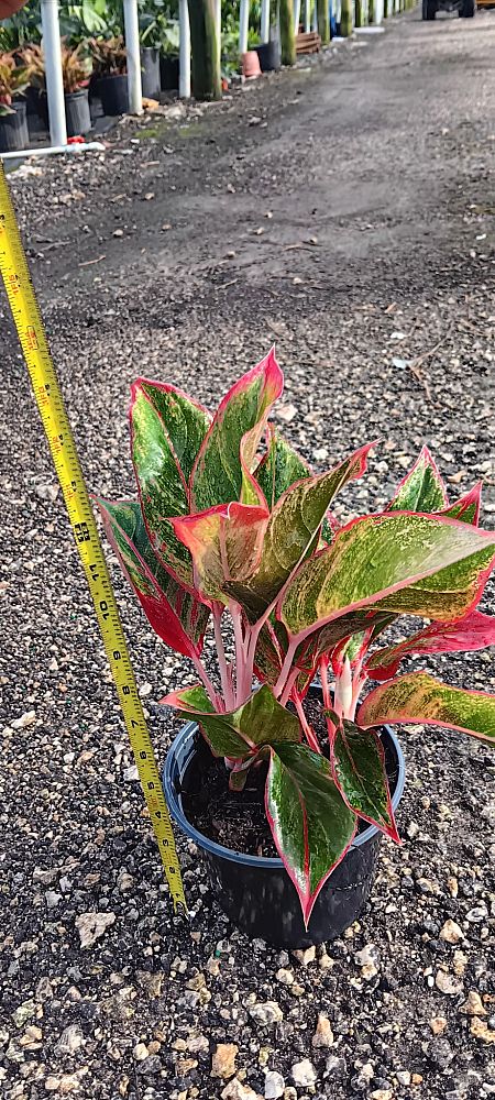 aglaonema-siam-auroroa-aglaonema-siam-red