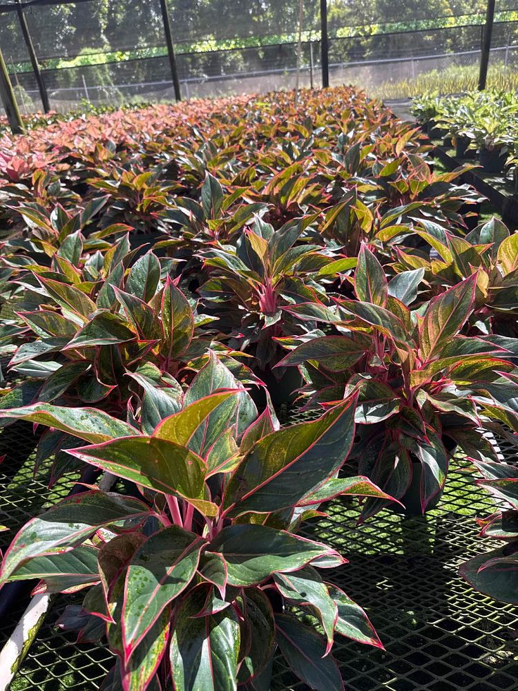 aglaonema-siam-auroroa-aglaonema-siam-red