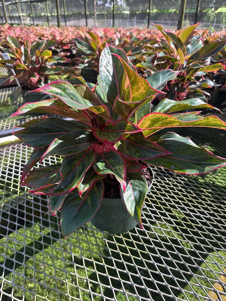 aglaonema-siam-auroroa-aglaonema-siam-red