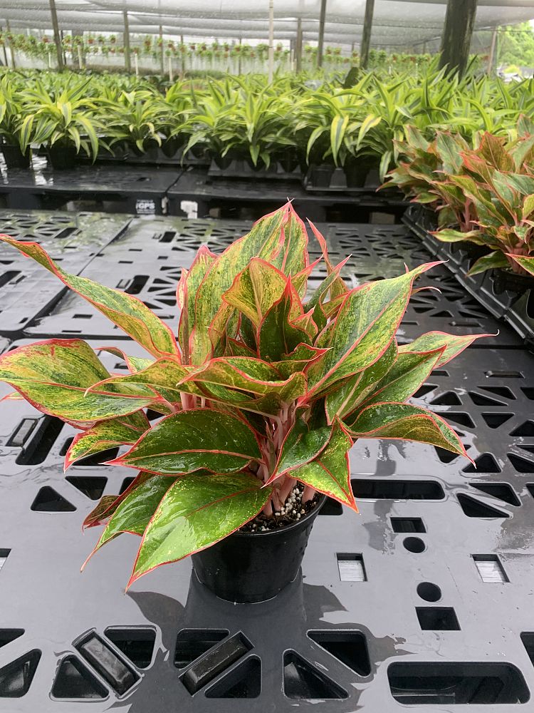 aglaonema-siam-auroroa-aglaonema-siam-red