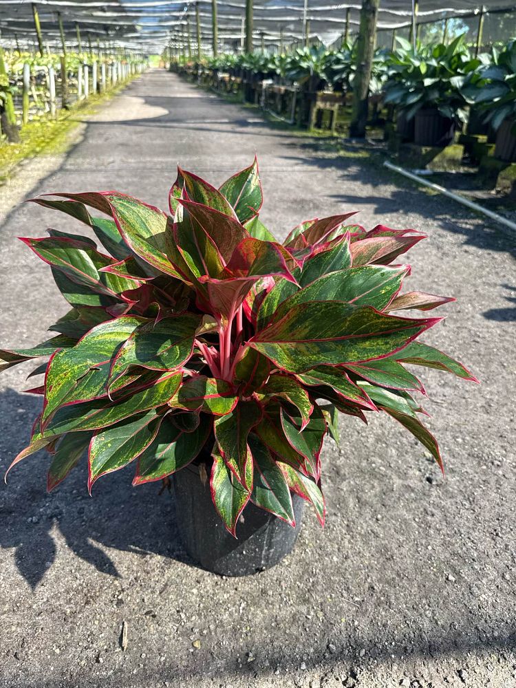 aglaonema-siam-auroroa-aglaonema-siam-red