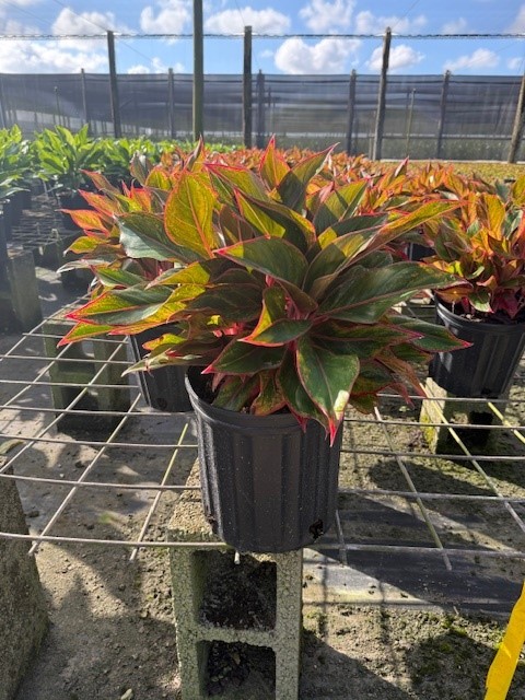 aglaonema-siam-auroroa-aglaonema-siam-red