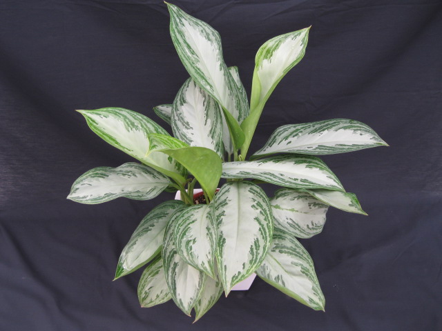 Bruce Jensen Nurseries plantANT com