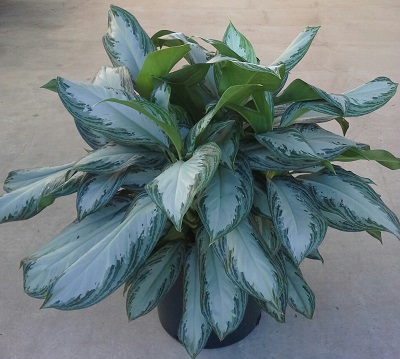 aglaonema-silver-bay