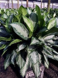 aglaonema-silver-bay
