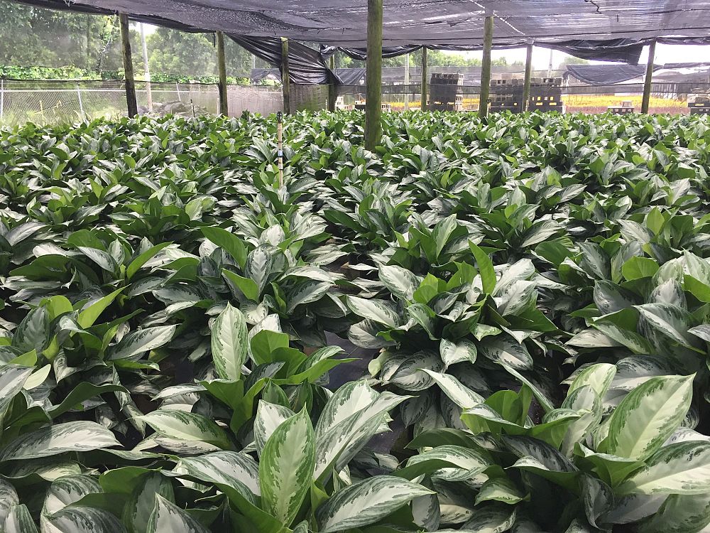 aglaonema-silver-bay