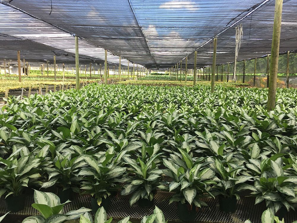 aglaonema-silver-bay