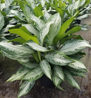 aglaonema-silver-bay