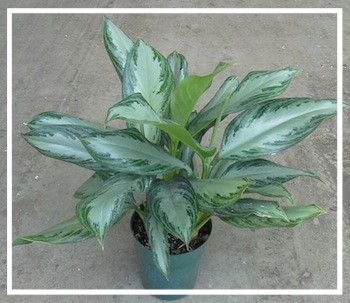 aglaonema-silver-bay