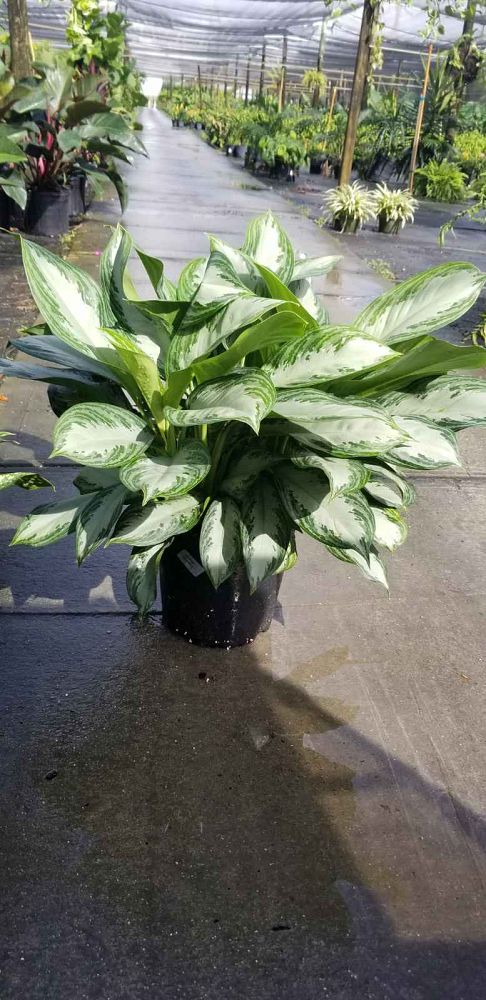 aglaonema-silver-bay